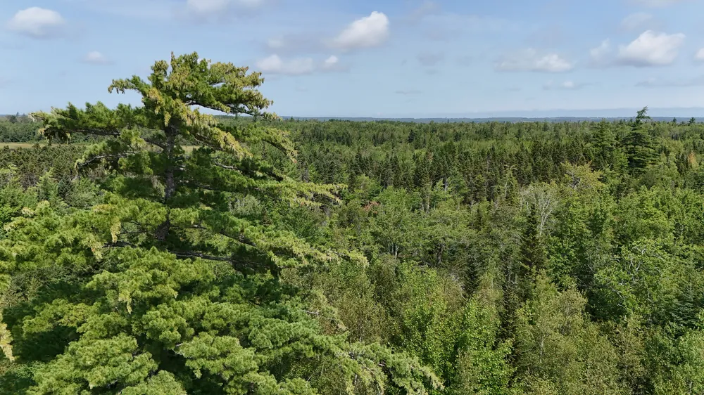 A tall white pine rising above a mixed forest canopy