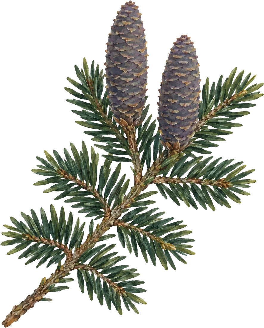 Painted twig of balsam fir with two upright purple cones