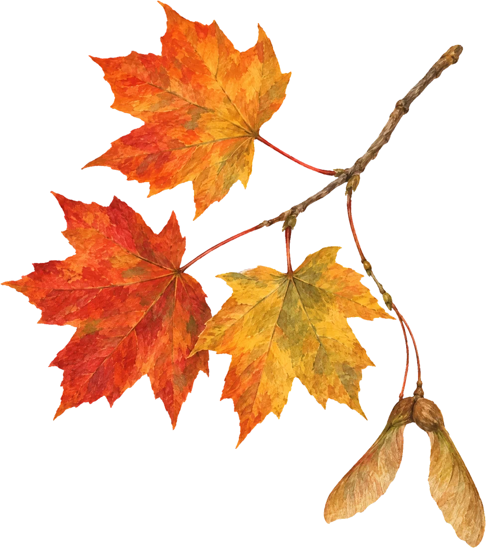 Painted twig of sugar maple with autumn-red leaves and winged seeds