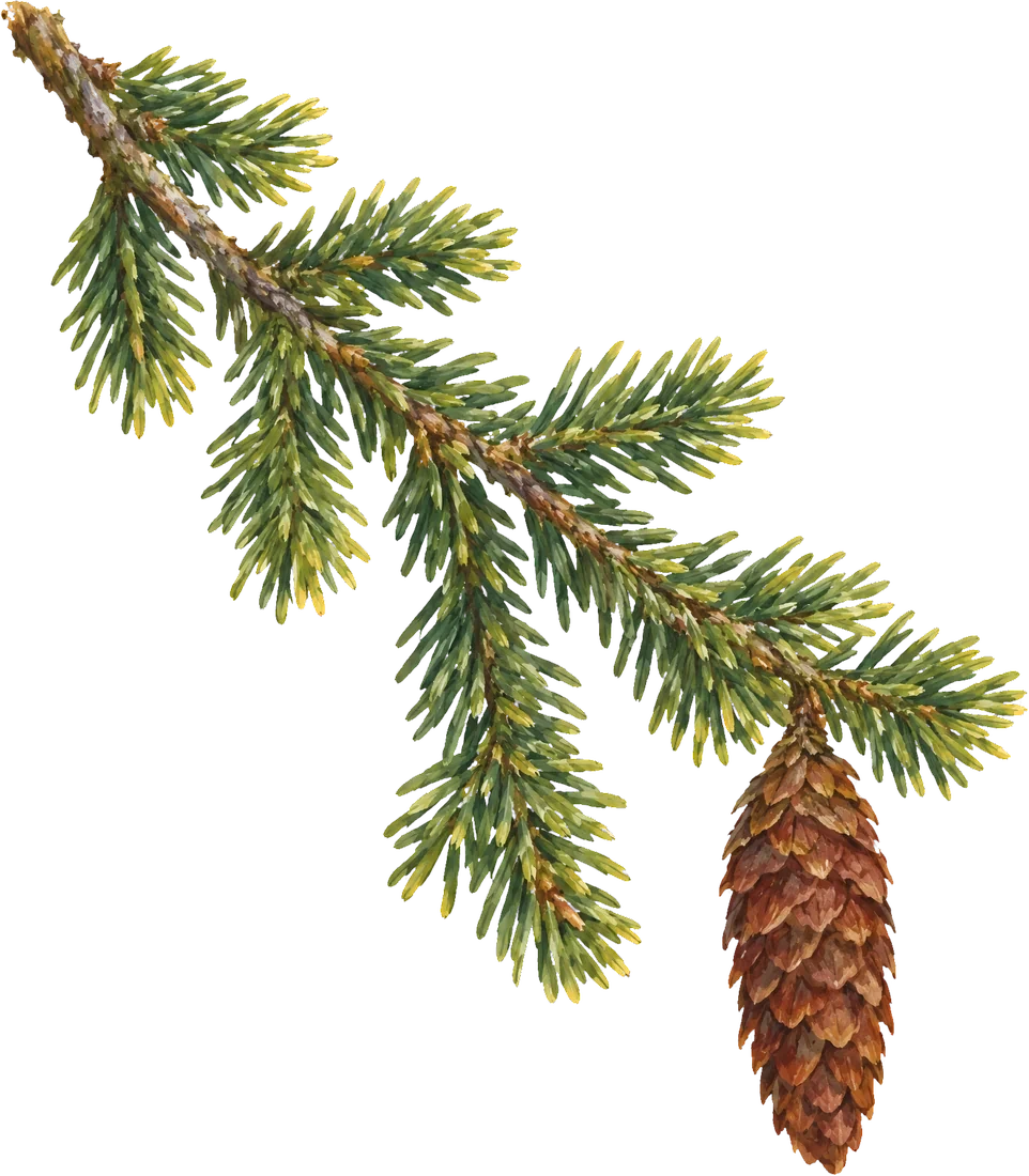 Painted twig of red spruce with a hanging reddish-brown cone